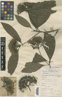 Type of Pavetta petiolaris Wall. [family RUBIACEAE]