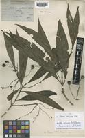 Type of Webera salicina Ridl. [family RUBIACEAE]