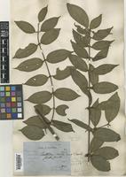 Syntype of Canthium molle King & Gamble [family RUBIACEAE]