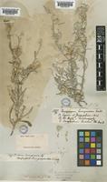 Dicoma tomentosa Cass. [family COMPOSITAE]