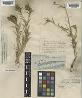 Atractylis serratuloides Sieber ex Cass. [family COMPOSITAE]