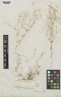Galium setaceum Lam. [family RUBIACEAE]