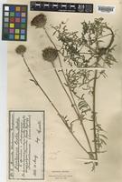 Centaurea atropurpurea Waldst. subsp. atropurpurea [family COMPOSITAE]