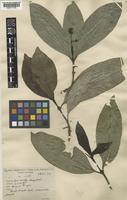 Type of Psychotria sempervirens Geddes [family RUBIACEAE]