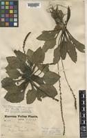 Isotype of Plantago aitchisonii Pilg. [family PLANTAGINACEAE]