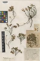 Type of Rhodothamnus sessilifolius P.H.Davis [family ERICACEAE]