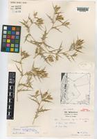 Holotype of Cousinia moabitica Bornm. & Nabelek ex Bornm. [family COMPOSITAE]