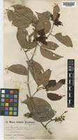 Isotype of Cynometra schumanniana Harms [family LEGUMINOSAE]