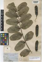 Senna magnifolia (F.Muell.) Randell [family LEGUMINOSAE]