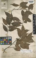Diospyros acuminata (Thwaites) Kosterm. [family EBENACEAE]