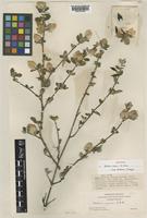Holotype of Barleria crassa C.B.Clarke subsp. mbalensis I.Darbysh. [family ACANTHACEAE]