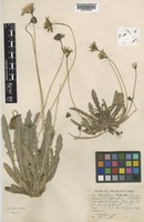 Leontodon taraxacoides (Vill.) Mérat subsp. taraxacoides (Vill.) Mérat [family COMPOSITAE]