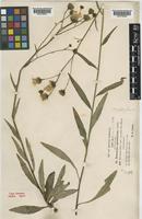 Hieracium stictophyllum Dahlst. ex Ridd. [family COMPOSITAE]