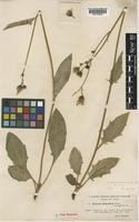 Syntype of Hieracium leptogrammum Dahlst. ex Johanss. var. barrimum Johanns. [family COMPOSITAE]