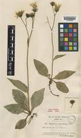 Type of Hieracium zetlandicum Beeby [family COMPOSITAE]