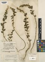 Linaria cavanillesii Chav. [family PLANTAGINACEAE]