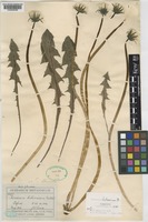 Paratype of Taraxacum britannicum Dahlst. [family COMPOSITAE]