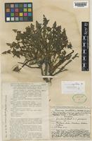 Isolectotype of Taraxacum unguilobum Dahlst. [family COMPOSITAE]
