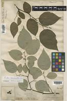 Lindera neesiana (Wall. ex Nees) Kurz [family LAURACEAE]