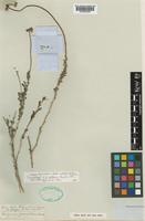 Isolectotype of Eriogonum polifolium Benth. [family POLYGONACEAE]