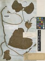 Ipomoea alba L. [family CONVOLVULACEAE]