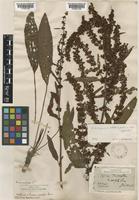 Rumex crispus L. [family POLYGONACEAE]
