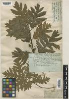 Quercus pyrenaica Willd. [family FAGACEAE]