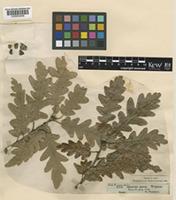 Quercus petraea (Matt.) Liebl. [family FAGACEAE]