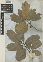 Quercus imbricaria Michx. [family FAGACEAE]
