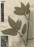 Quercus imbricaria Michx. [family FAGACEAE]