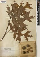 Quercus coccinea unrecorded var. tuberculata Sarg. [family FAGACEAE]