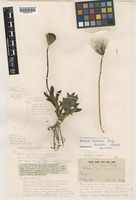 Holotype of Senecio implexus P.R.O.Bally [family COMPOSITAE]