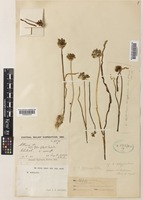 Allium chitralicum unrecorded var. bifoliatum F.T.Wang & Tang [family ALLIACEAE]