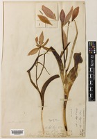 Type of Tulipa oculus-solis St.-Amans var. allepica Baker [family LILIACEAE]