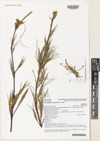 Isotype of Dracophyllum ophioliticum S.Venter [family EPACRIDACEAE]