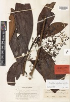 Holotype of Horsfieldia atjehensis W.J.de Wilde [family MYRISTICACEAE]