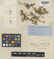 Blutaparon wrightii (Hook.f.) Mears [family AMARANTHACEAE]