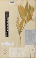 Type of Aerva curtisii Oliv. [family AMARANTHACEAE]