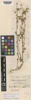 Type of Senecio leucanthemifolius Poir. var. leucanthemifolius [family COMPOSITAE]