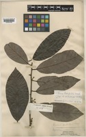 Knema latifolia Warb. [family MYRISTICACEAE]