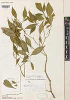 Isotype of Tabernaemontana antheonycta Leeuwenb. [family APOCYNACEAE]