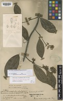 Isotype of Micrechites furcatus Ridl. [family APOCYNACEAE]