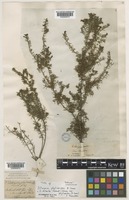 Type of Dillwynia phylicoides A.Cunn. [family LEGUMINOSAE-PAPILIONOIDEAE]