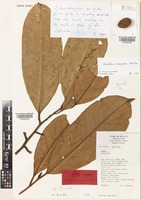 Isotype of Horsfieldia perangusta W.J.de Wilde [family MYRISTICACEAE]