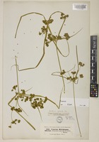 Courtoisina cyperoides (Roxb.) Soják [family CYPERACEAE]
