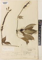 Stenothyrsus ridleyi C.B.Clarke [family ACANTHACEAE]