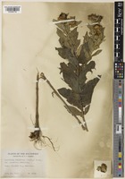 Grindelia lanceolata Nutt. f. latifolia Steyerm. [family COMPOSITAE]