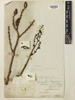 Sarcanthopsis nagarensis (Rchb.f.) Garay [family ORCHIDACEAE]