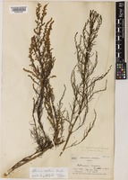 Artemisia capillaris Thunb. [family COMPOSITAE]