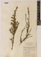 Artemisia scoparia Waldst. & Kitam. [family COMPOSITAE]